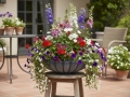 Blomkruka MARGARITE M