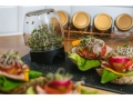 Groddburk med rädisfrön