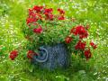 Blomkruka STONE S