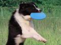Suņu frisbijis mīksts