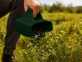 Bärplockare BerryMaster