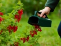 Bärplockare BerryMaster