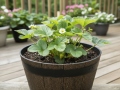 Flower pots MUSISALY