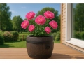 Blomkruka BOLERO S
