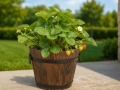 Flower pots ANTIQUE Ø11