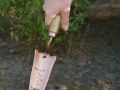 Trädgårdsslev Copper