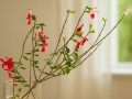 Anzuchtsystem Ikebana S