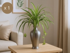 Künstlicher Chlorophyt