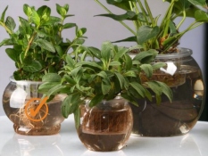 Hydroponisk kruka M
