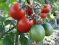 Tomaten richtig ernten