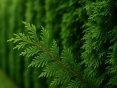 Hel häck från en enda thuja