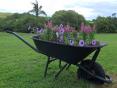 Garden wheelbarrow