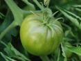 How to store green tomatoes