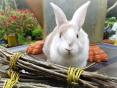 What branches can be fed to a rabbit?