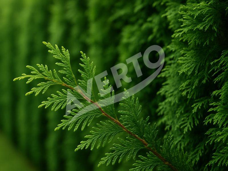 zimmerpflanze kletterpflanze Monstera Obliqua Monkey Leaf 80100 cm am Moosstab  Seltene Fensterbl   Blumen-Senf
