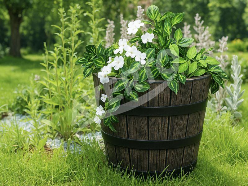Blomkruka POLKA M