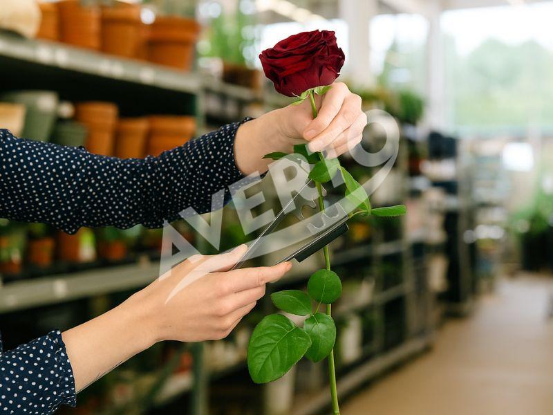Borttagare av rosenstjärt